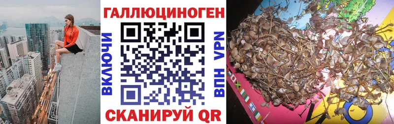 Псилоцибиновые грибы Psilocybe Валдай