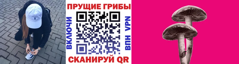 Купить где  Валдай  Галлюциногенные грибы Psilocybine cubensis 